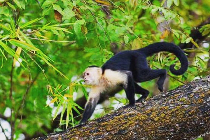 Palo Verde Jungle Boat Tour, Guaitil Pottery & Lunch - Photo 1 of 9